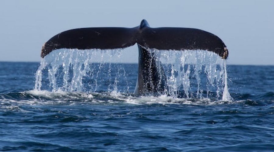 Tour_packages_ in_ Sri Lanka