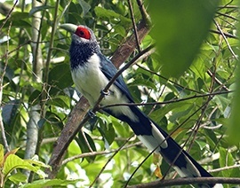 sri lanka_tour_packages